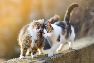 picture of cats