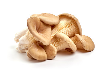 oyster mushrooms