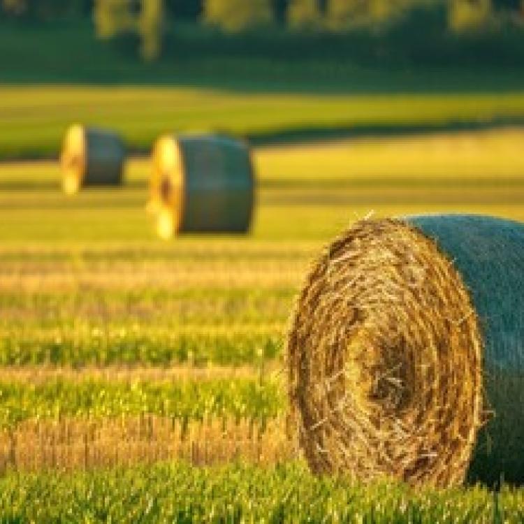  bales of hay