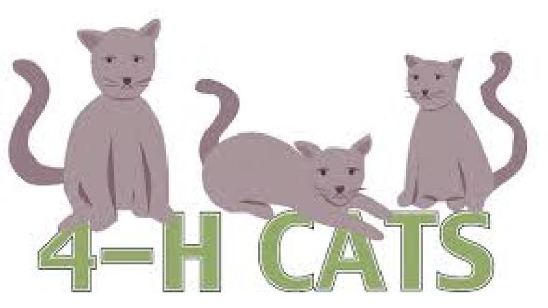 Cat Club