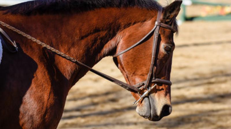 Horse Club