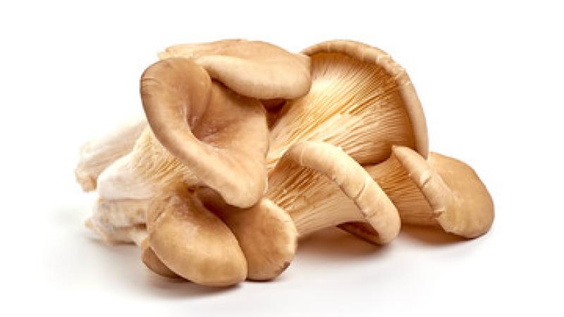 oyster mushrooms