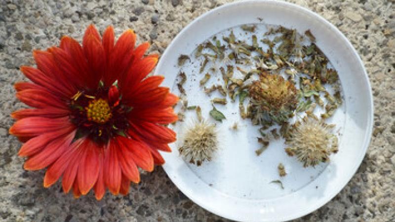 flower seeds