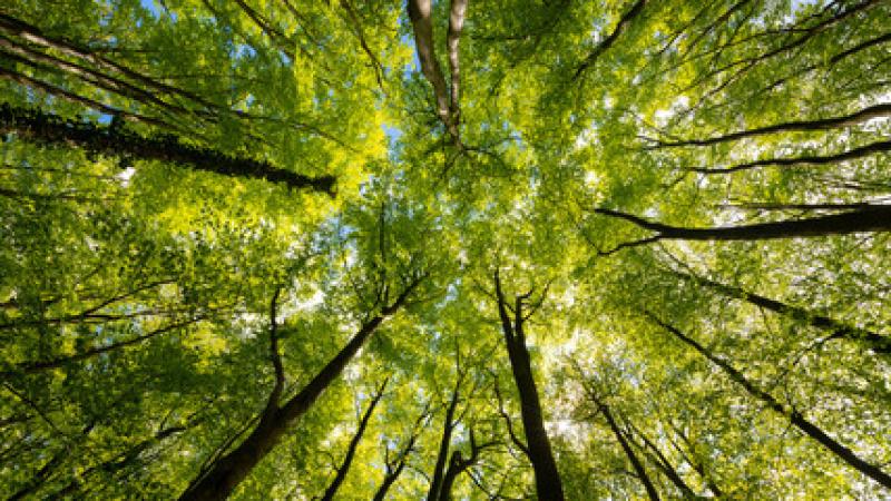 picture of trees