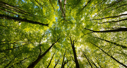 picture of trees